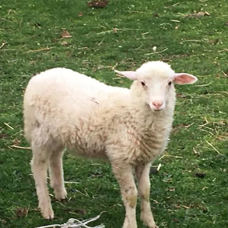 Zlatiborska Seoska Idila Zlatibor