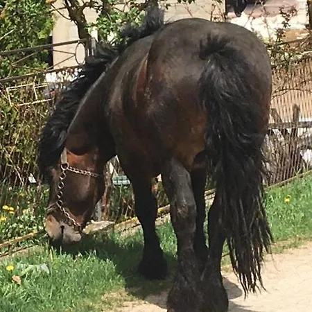 Zlatiborska Seoska Idila Farm stay *