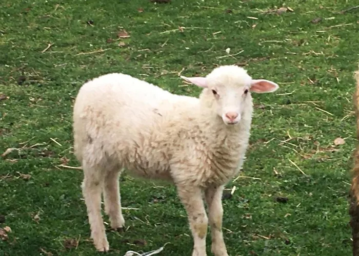 Zlatiborska Seoska Idila Zlatibor